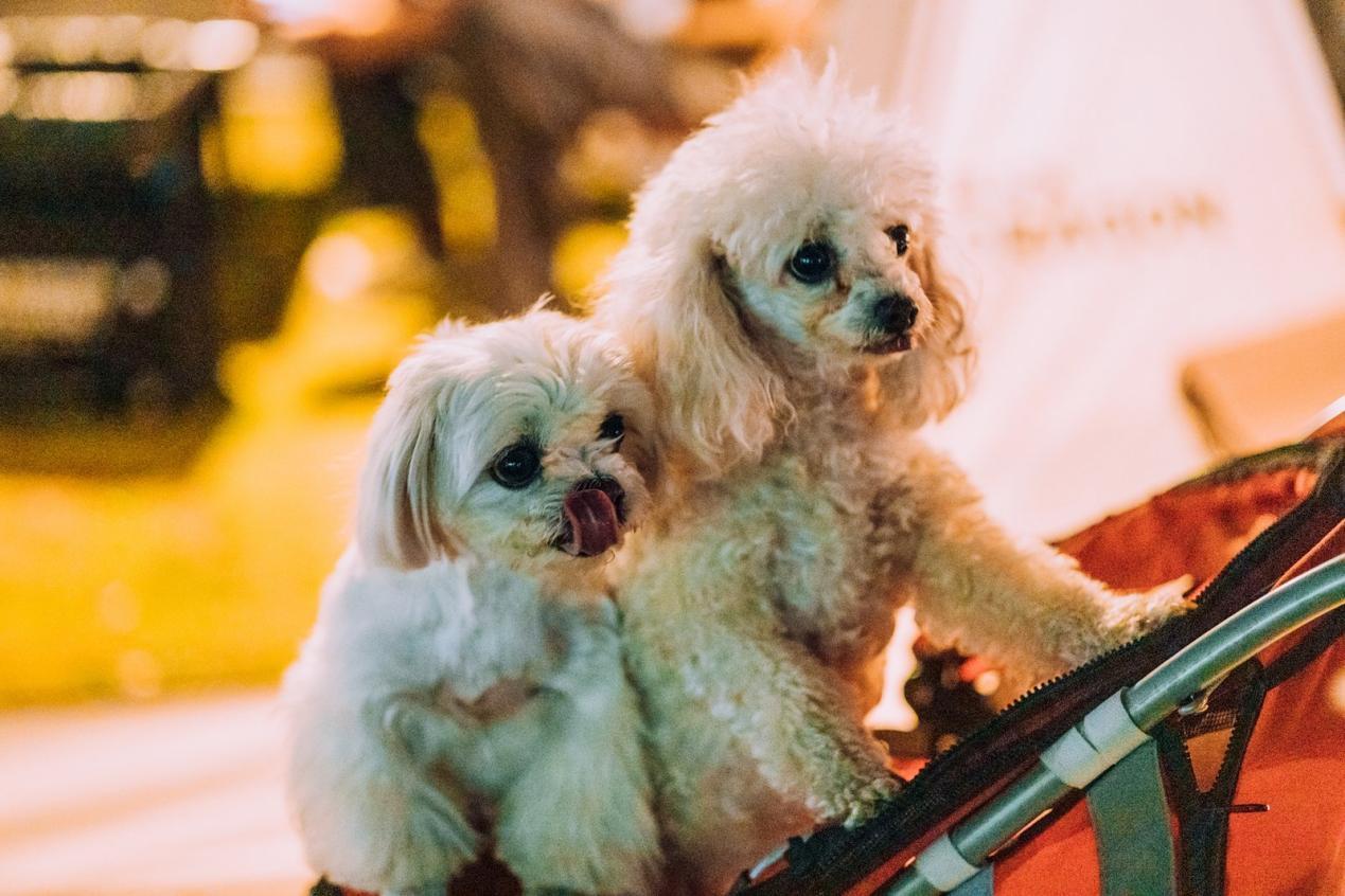 【特别报道】2025澳琴露营节正式启动——露营之家与各方共绘澳琴一体化户外休闲产业新篇章(图7)