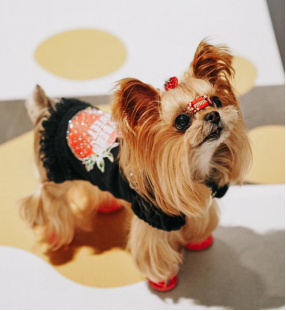 跨界新场景，消费新体验 | “撒欢集”人宠露营活动在深圳成功举办，奏响“三新生活”序章(图21)