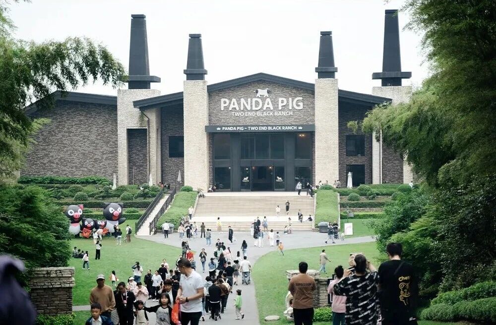 探访友好牧场｜熊猫猪猪·两头乌国际牧场 MORE THAN JUST A PIG