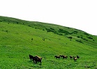 城口黄安坝草场正在建马场 来年盛夏可露营骑马